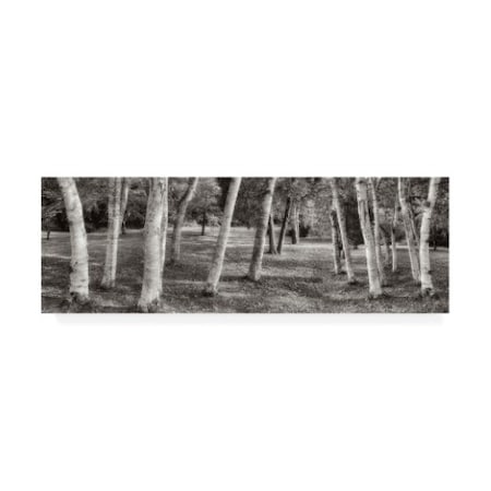 Alan Blaustein 'Birch Trees No.1' Canvas Art,8x24